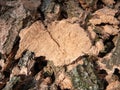 Gnawed and deciduous bark of winter oak, overgrown with longhorn beetle