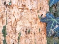 Gnawed and deciduous bark of winter oak, overgrown with longhorn beetle