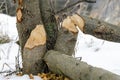 Gnawed off trees Royalty Free Stock Photo
