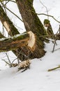 Gnawed off trees Royalty Free Stock Photo