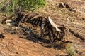 Gnawed skeleton of a buffalo