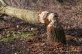 Gnawed Trees, Tree cut by eurasian beaver, Beaver damage Royalty Free Stock Photo