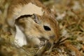 Gnawing Gerbil