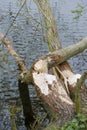 Gnawing traces of a beaver Royalty Free Stock Photo