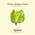 Gnetum Gnemon Leaves Illustration Sketch And Vector Style. Good to use for restaurant menu, Food recipe book and food ingredients