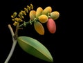 gnetum gnemon melinjo tropical fruits in red green yellow vector background design.