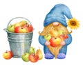 Gnome collects apples harvest in bucket. Thanksgiving or Harvest Day card design. Watercolor drawing