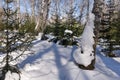 A gnome-like or goblin-like snow figure attached to a tree. Winter fairy forest