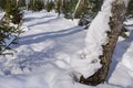 A gnome-like or goblin-like snow figure attached to a tree. Winter fairy forest