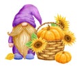 Gnome with pumpkin and sunflowers in basket. Thanksgiving or Harvest Day card design. Watercolor drawing