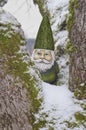 Gnome in tree with green hat and snow covered branches