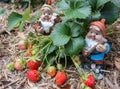 Strawberry gnomes