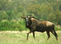 Gnu Royalty Free Stock Photo