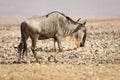 Gnu antelope Royalty Free Stock Photo