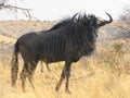 Gnu antelope Royalty Free Stock Photo