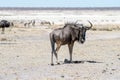 Gnu antelope in desert Royalty Free Stock Photo