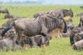 Gnu antelope on savana