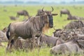 Gnu antelope on savana Royalty Free Stock Photo