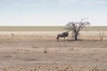 Gnu antelope in desert Royalty Free Stock Photo