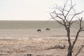 Gnu antelopes at Etosha Royalty Free Stock Photo