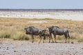 Gnu antelopes family Royalty Free Stock Photo