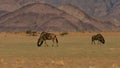 Gnu antelopes grazing, Namibia Royalty Free Stock Photo