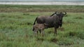 Gnu and baby gnu