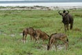 Gnu and baby gnu offspring calves