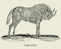 The gnu or black wildebeest connochaetes gnou in profile view. Illustration