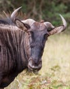 Gnu or Blue Wilderbeest Portrait Royalty Free Stock Photo