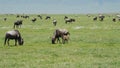 Gnu With Calf Grazing On Plain Background Large Herd Of Antelopes And Zebras