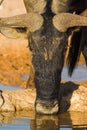 Gnu drinking in Kalahari Desert