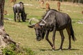 gnu grazing grass in a zoo Royalty Free Stock Photo