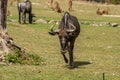 Gnu grazing grass in a zoo Royalty Free Stock Photo