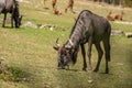 Gnu grazing grass in a zoo Royalty Free Stock Photo