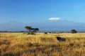 Gnu and Kilimanjaro Royalty Free Stock Photo