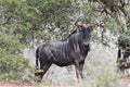 Gnu in QuiÃÂ§ama - Kissama Park in Luanda