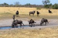 Gnu, wildebeest Africa safari wildlife and wilderness Royalty Free Stock Photo