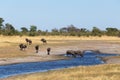 Gnu, wildebeest Africa safari wildlife and wilderness Royalty Free Stock Photo