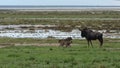 Gnu/wildebeest family