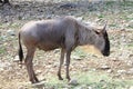 Gnu Wildebeest