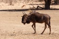 Gnu, wildebeest on kalahari desert, Africa safari wildlife Royalty Free Stock Photo