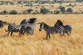 Gnus and zebras Royalty Free Stock Photo