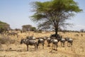 Gnus and Zebras in Tanzania