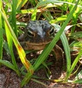 Go ahead punk make my day....ribbit ribbit!! Royalty Free Stock Photo