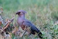 go away bird in namibia in afrika at kwando river Royalty Free Stock Photo