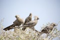 Go-away-bird in Namibia on a bush Royalty Free Stock Photo
