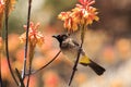 Go away bird Namibia Royalty Free Stock Photo