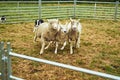 Go boy go. a determined young dog chasing three sheep into a pen outside during the day. Royalty Free Stock Photo