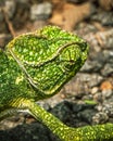 Go fast dude always walking slow slower Royalty Free Stock Photo